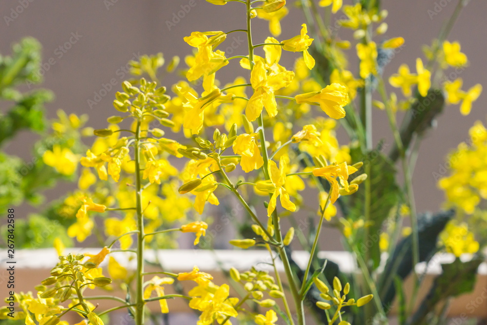 Yellow flowers of an organic heirloom Tuscan kale in bloom, edible plant growing in a pot on a balcony as a part of family urban gardening project on a spring summer day in Trento, Italy Yellow flowers of an organic heirloom Tuscan kale in bloom, edible plant growing in a pot on a balcony as a part of family urban gardening project on a spring summer day in Trento, Italy