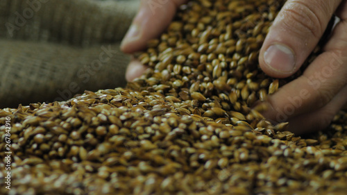 A farmer picks up the malt grains. The concept of craft brewing in a private brewery or single malt whiskey