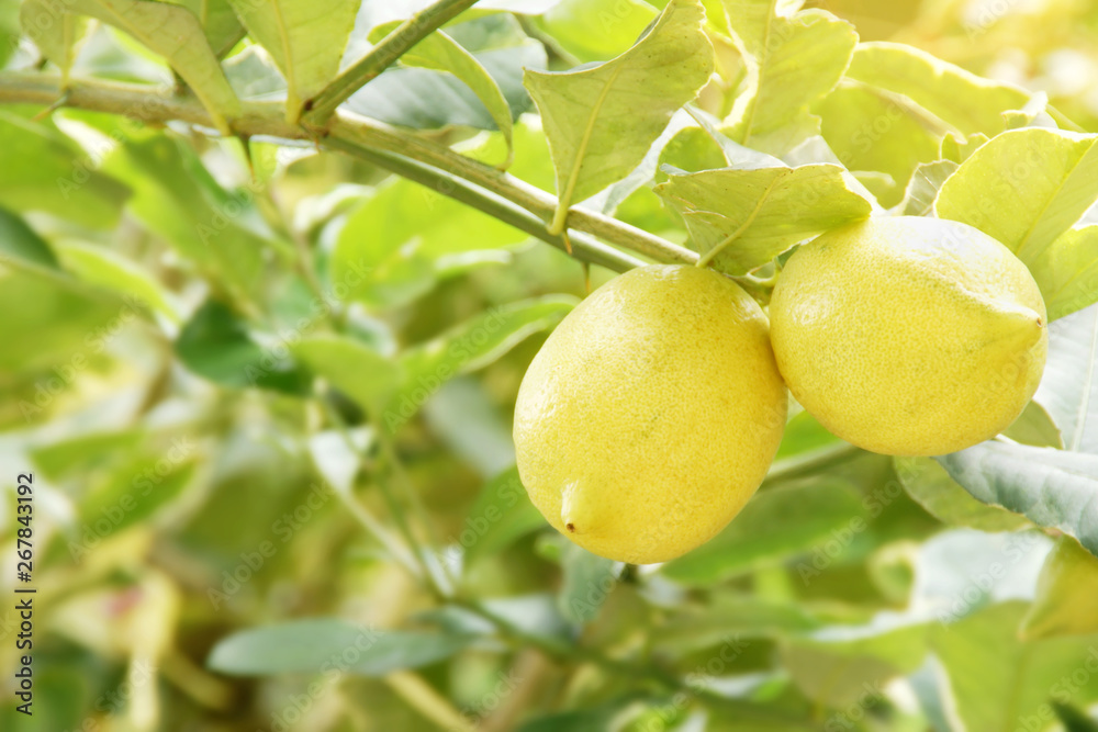 Fresh Variegated Lemon Fruits on Its Tree