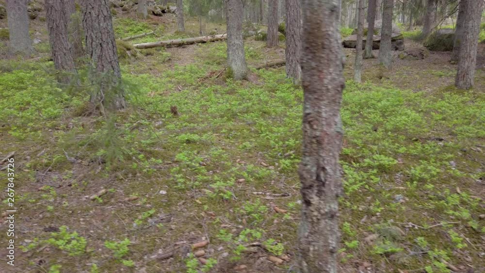 Woods Woods