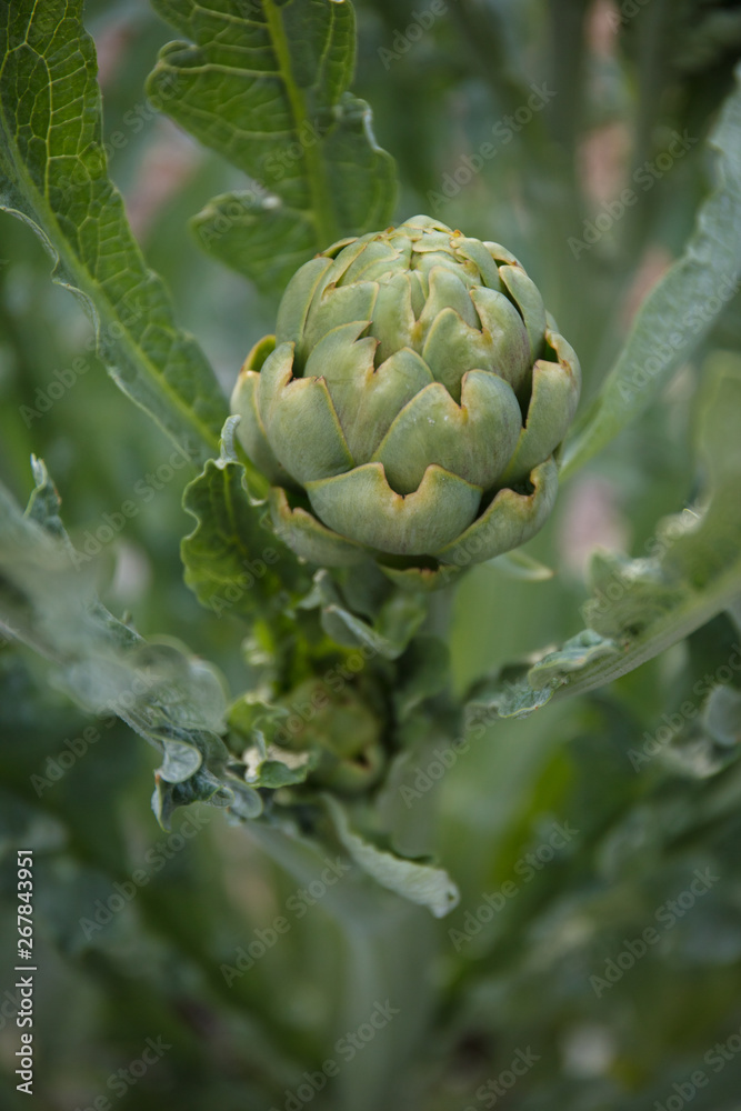 Fototapeta premium artichoke plant