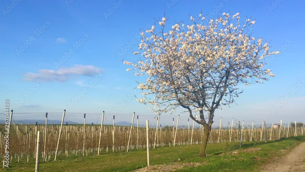 Apple Orchard Rows in spring. Fruit trees over bright blue sky. Apple orchard park by dawn early light with first sun rays. Apple Orchard Rows in spring. Fruit trees over bright blue sky. Apple orchard park by dawn early light with first sun rays.