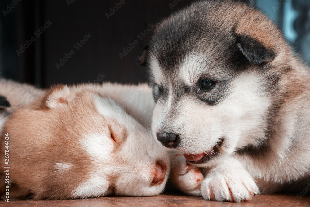 Funny, cute Alaskan Malamute puppy Stock Photo | Adobe Stock Funny, cute Alaskan Malamute puppy Stock Photo | Adobe Stock