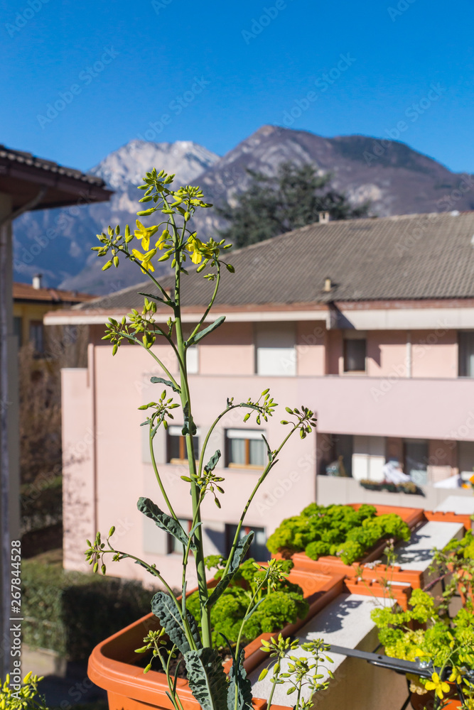Healthy organic heirloom tuscan kale plant in bloom growing in container on the balcony on a sunny spring day. Houses and mountains on the background. Edible herbs and vegetables for urban gardening