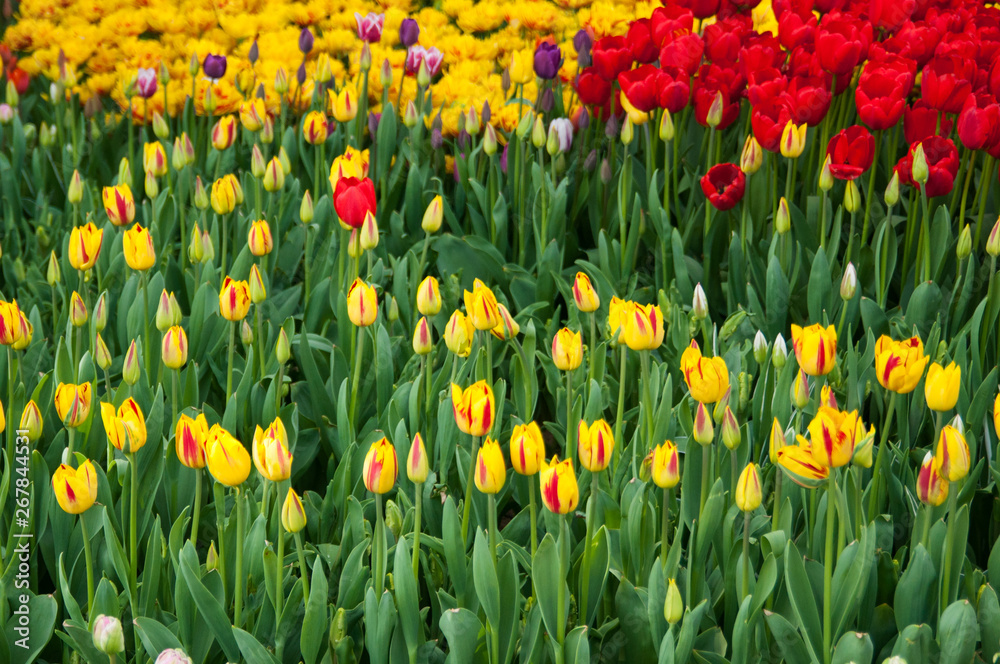 Obraz premium Colorful tulip field, summer flowers