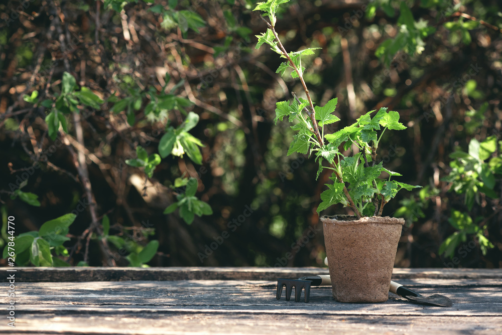 Currants tree branch in a pot and gardening tools on a table. Gardening abstract background. Agriculture. Currants tree branch in a pot and gardening tools on a table. Gardening abstract background. Agriculture.
