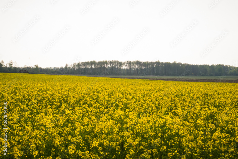 Obraz premium Yellow field rapeseed in bloom