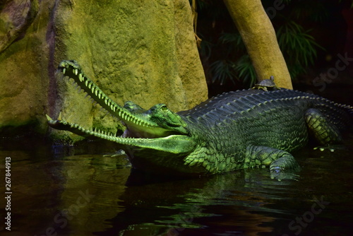 Gharial in Prague Zoo photo