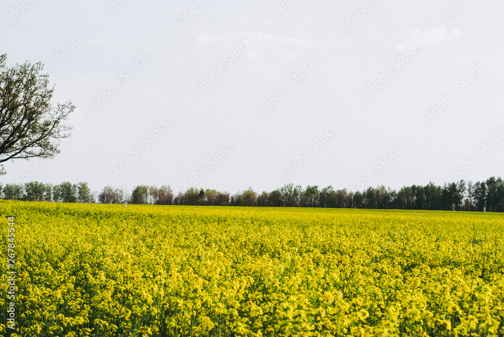 Obraz premium Yellow field rapeseed in bloom