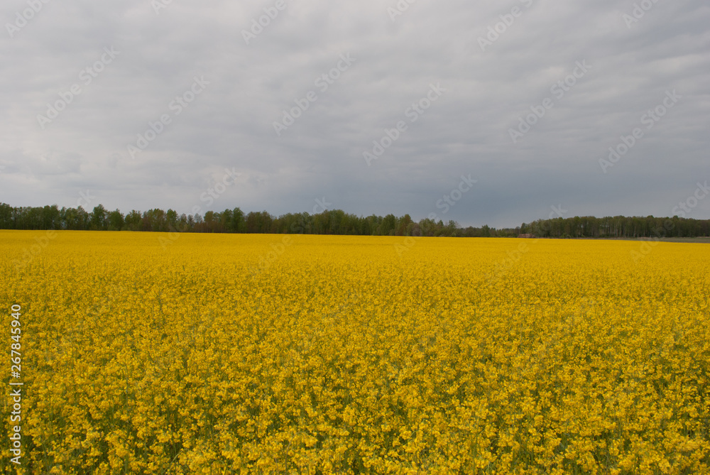 Yellow field rapeseed in bloom