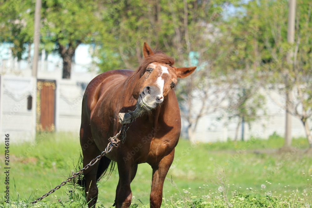Fototapeta premium The horse is tied chain. Flies sit around the horse's eyes. Cruelty to animals.
