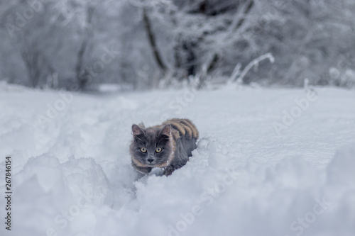 Gray cat walking in the snow. Pet walks on white snow