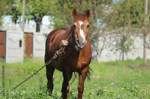 The horse is tied chain. Flies sit around the horse's eyes. Cruelty to animals. © Aleshchenko