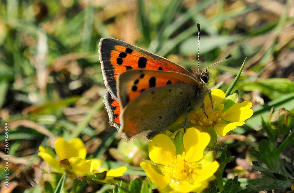 Obraz premium Kleiner Feuerfalter, Lycaena phlaeas, auf Gänsefingerkrautblüte