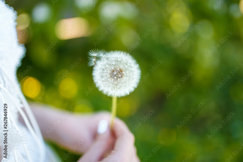 Fototapeta premium white dry dandelion in female hands