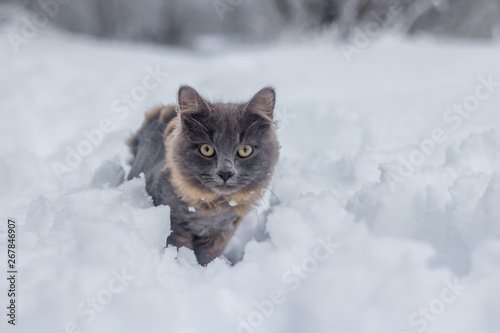 Gray cat walking in the snow. Pet walks on white snow © alenka2194