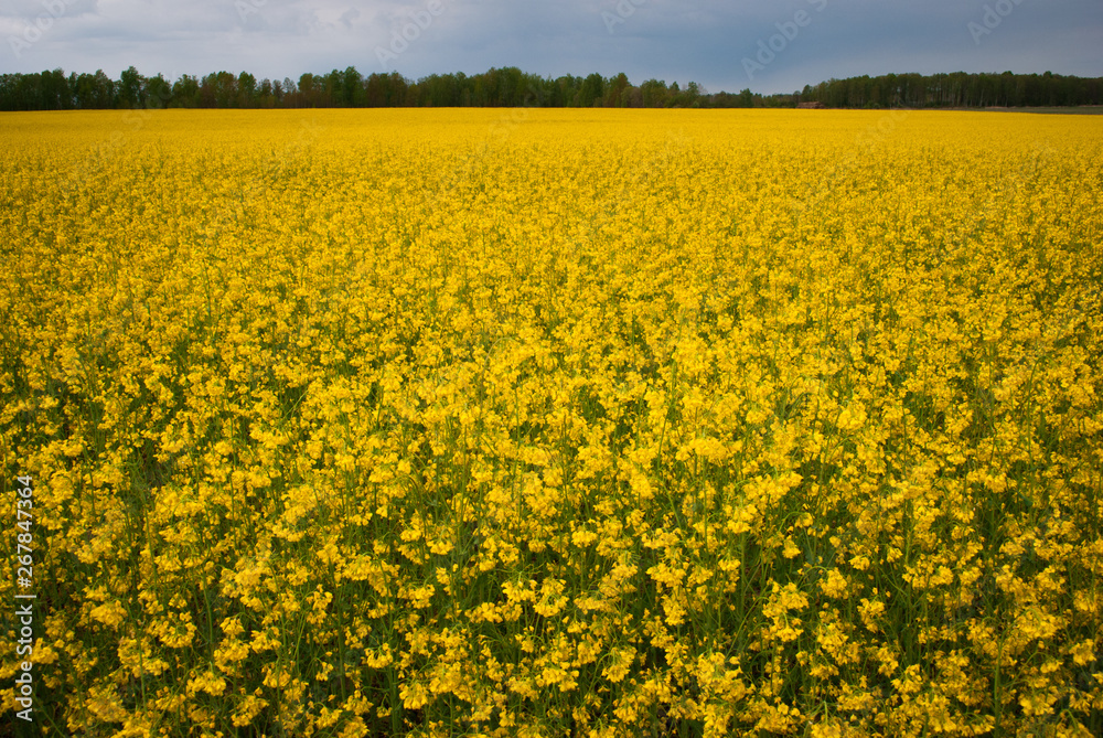 Obraz premium Yellow field rapeseed in bloom