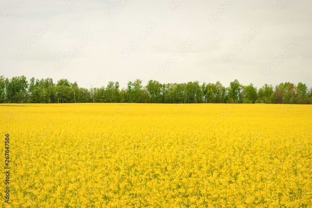 Yellow field rapeseed in bloom