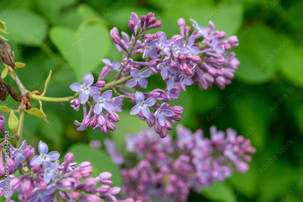 Blooming lilac bush in city park. Light violet syringa. Blooming lilac bush in city park. Light violet syringa.