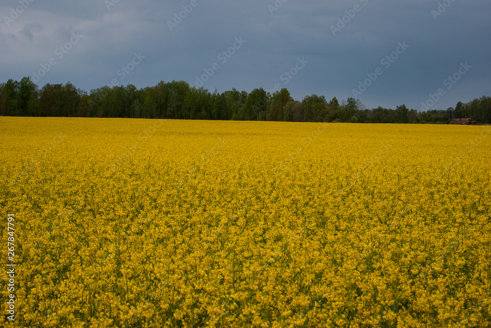 Yellow field rapeseed in bloom Yellow field rapeseed in bloom