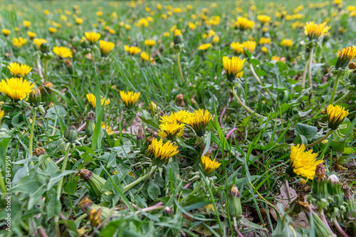 a lot of yellow dandelions in the spring field