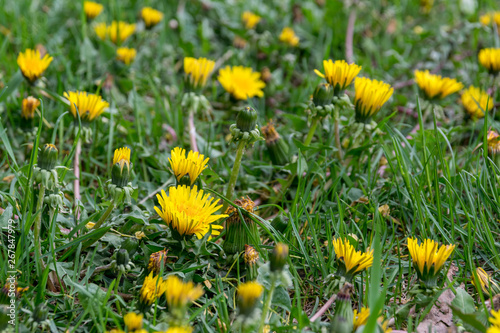a lot of yellow dandelions in the spring field