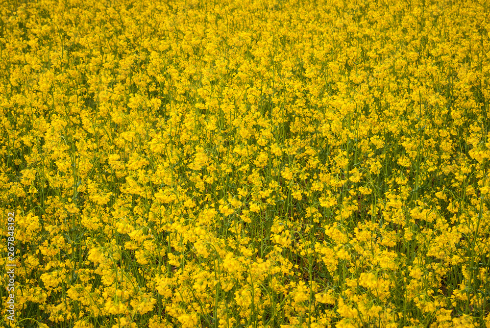 Obraz premium Yellow field rapeseed in bloom