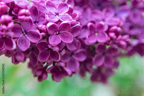 Blooming lilac bush in city park. Dark violet syringa.