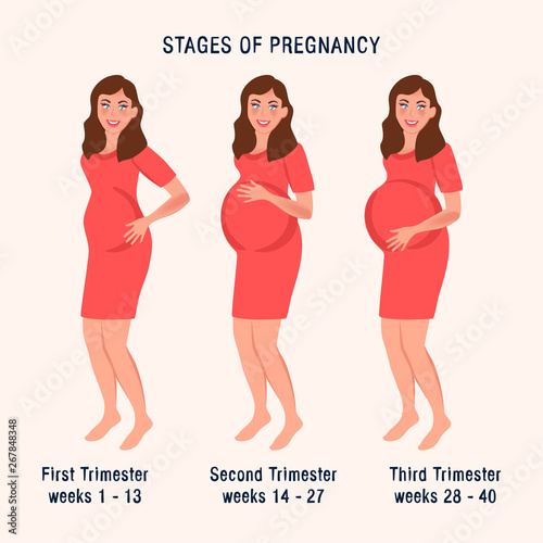 Pregnant woman in different trimesters of pregnancy. Vector illustration of a girl with a belly