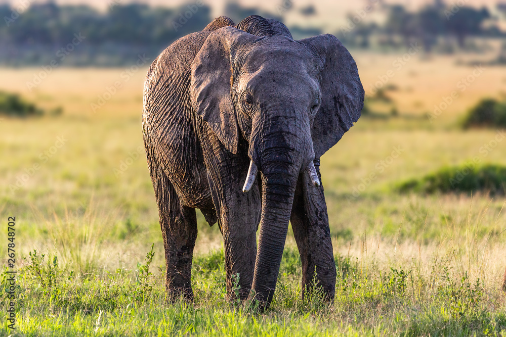 Fototapeta premium Large elephant at sunset