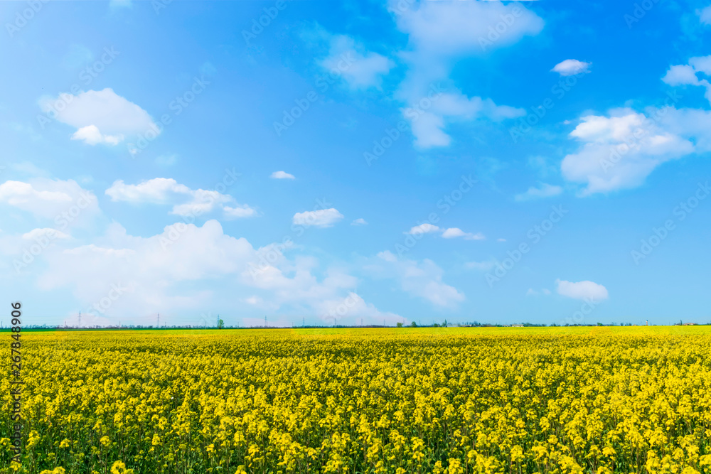 yellow field of oilseed rape