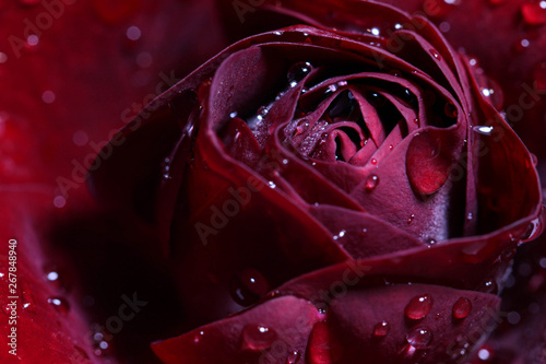 Abstract floral macro background, burgundy rose with raindrops
