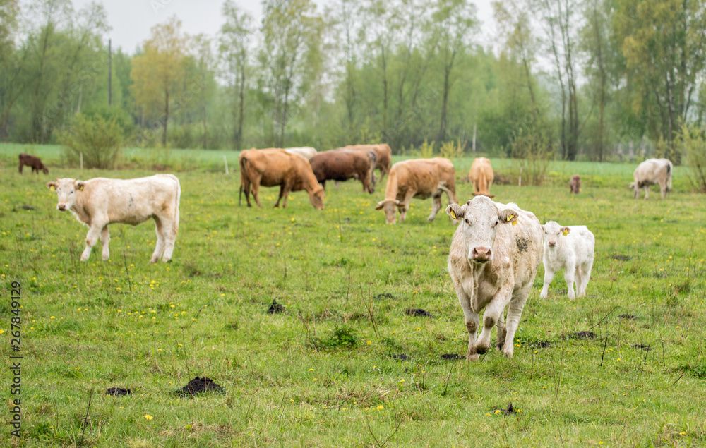 Cows grazing in a meadow on a spring rainy day.