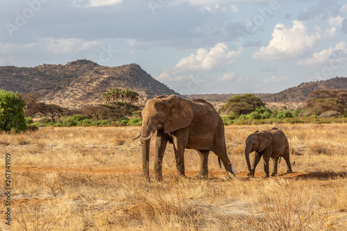 Baby and mother elephants at sunset © Jim