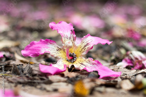 Flower photo