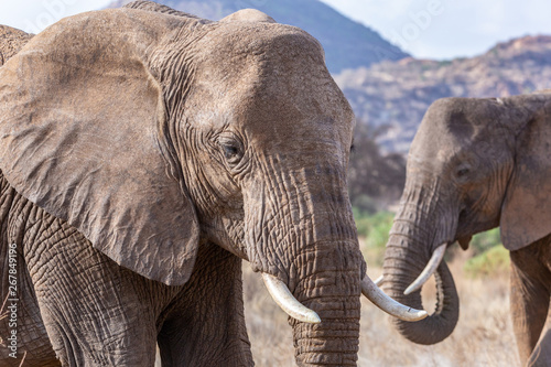 Two elephants in front of a...