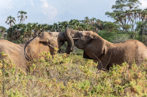 Photography Two elephants playing at sunset