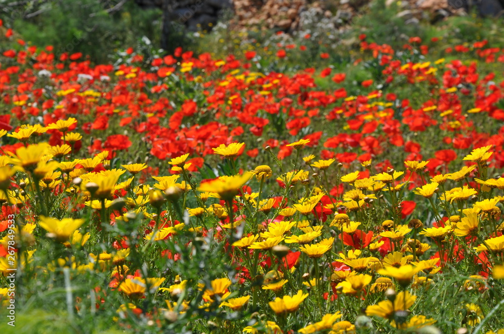 Daisies and Poppies Gozo