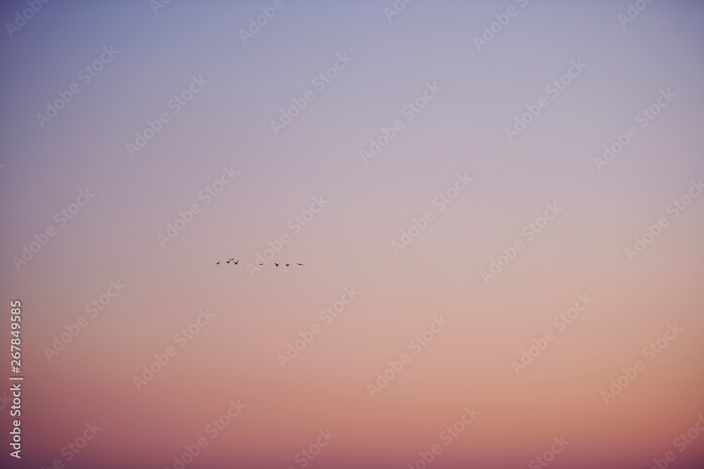 夕日と群で飛ぶ鳥