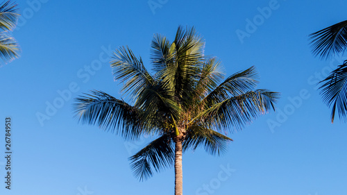 The top of a tall and healthy palm tree during a beautiful sunny day in the tropics. 