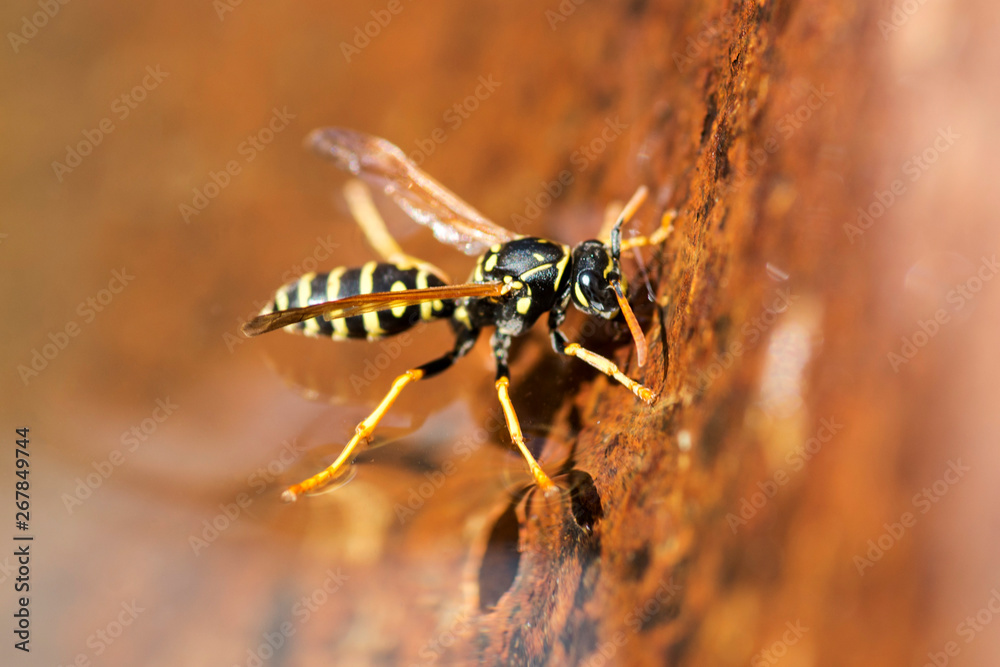 Yellow wasp drinks water. Insect. Close up macro shot of yellow jacket wasp  floating on water Stock Photo | Adobe Stock