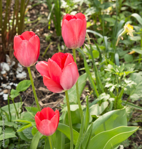 Tulips are spring flowers. Scarlet  red  yellow  lilac pink. Beauty of nature