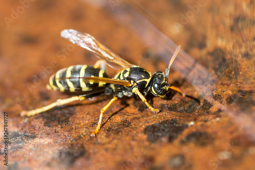 Yellow wasp drinks water. Insect. Close up macro shot of yellow jacket wasp floating on water © spyrakot
