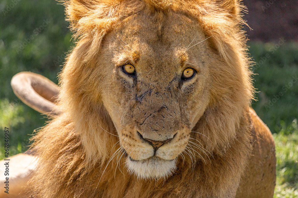 close up of male lion