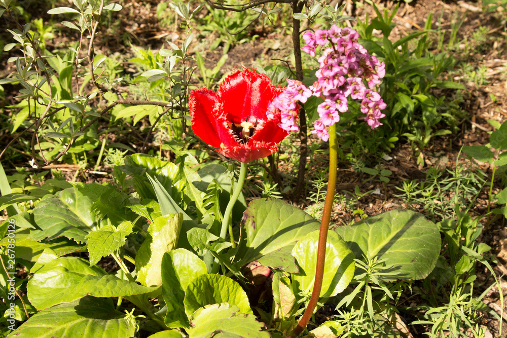 Tulips are spring flowers. Scarlet, red, yellow, lilac,pink. Beauty of nature Tulips are spring flowers. Scarlet, red, yellow, lilac,pink. Beauty of nature
