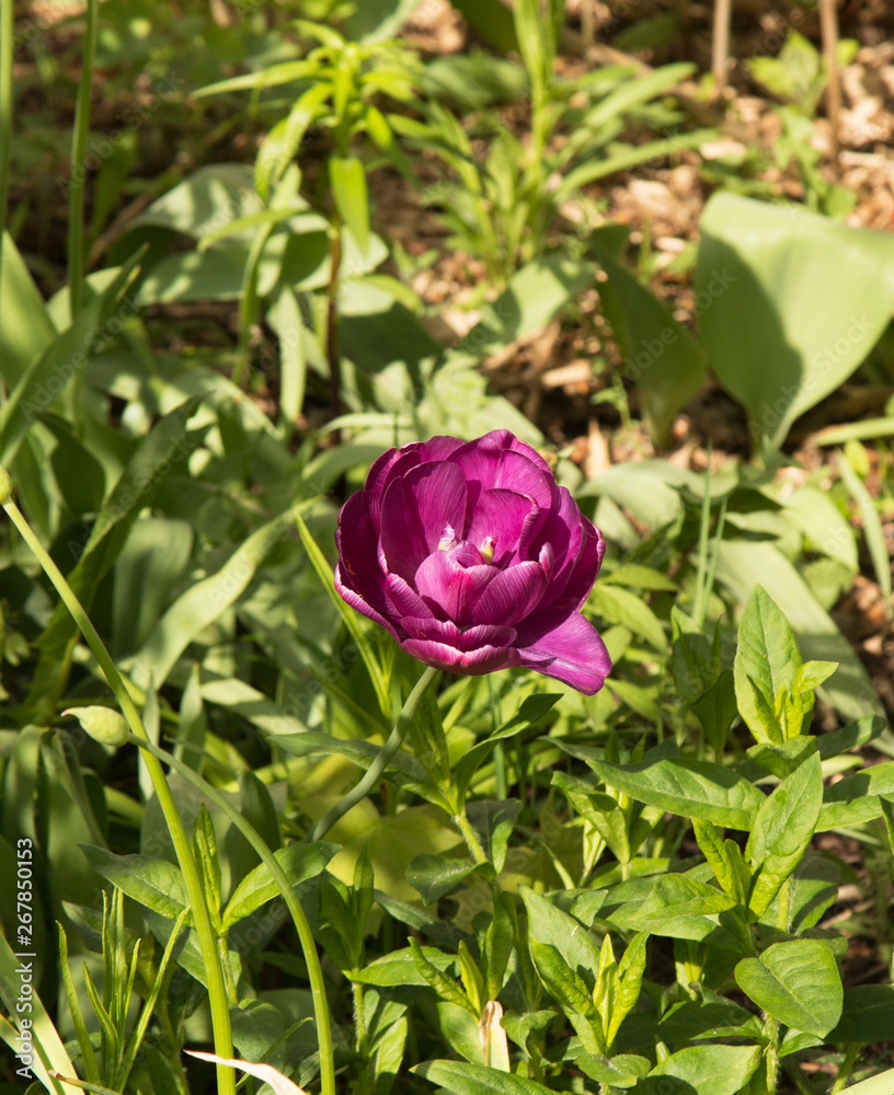 Tulips are spring flowers. Scarlet, red, yellow, lilac,pink. Beauty of nature Tulips are spring flowers. Scarlet, red, yellow, lilac,pink. Beauty of nature