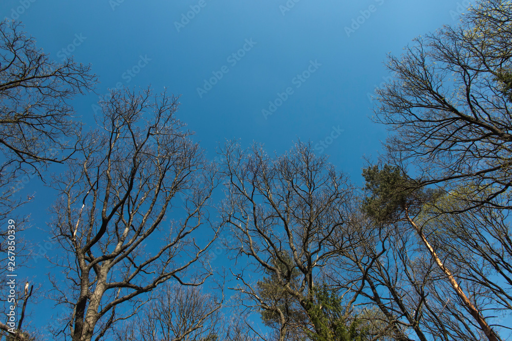 branches of old oak trees without leaves on a background of blue, spring sky