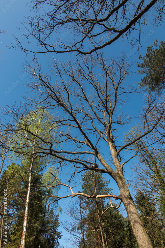branches of old oak trees without leaves on a background of blue, spring sky branches of old oak trees without leaves on a background of blue, spring sky