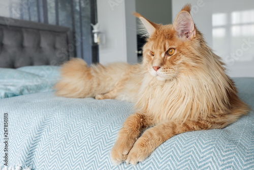 A big beautiful orange Maine Coon Cat lies on the bed in the room.