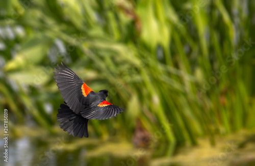 Red-winged blackbird in flight